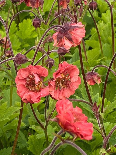 Geum Flames Of Passion Pbr Golden Valley Plants