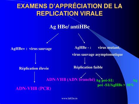 LES HEPATITES VIRALES B ET C ppt télécharger