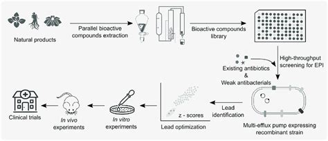 Schematic Representation Describing An Approach To Discover New Efflux Download Scientific