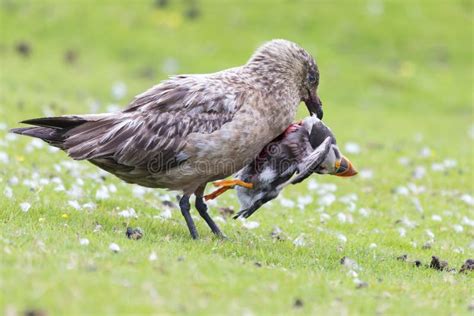 Great Skua Standing on Green Grass Eating a Puffin it Killed Stock Photo - Image of hunter ...