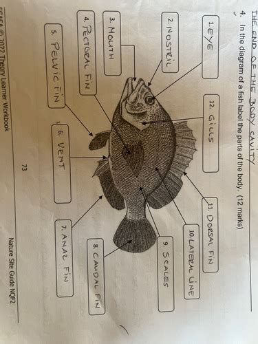 Fish Flashcards Quizlet