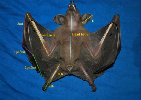 Parameters Used For Morphometric Measurements Of A Bat Download