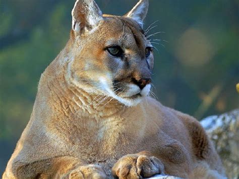 🔥 [40+] Cougar Wallpapers for Desktop | WallpaperSafari