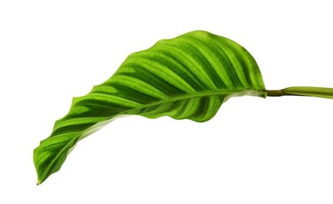 Follaje De Calathea Zebrina O Planta De Cebra Hoja Tropical Ex Tica