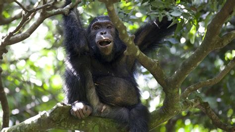 Chimps Team Up To Hunt Monkeys Bbc Earth Youtube