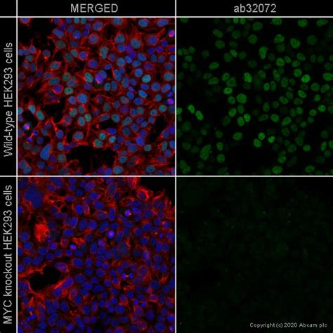 Pre Made Human Myc C Myc Knockout Hek T Cell Line Ab Abcam