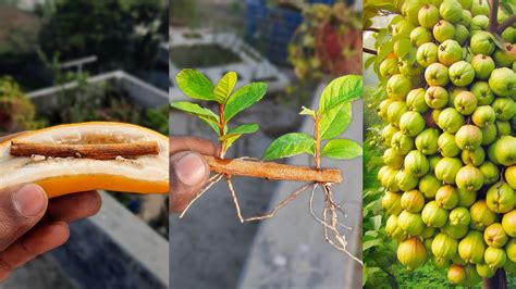 How To Grow Guava Tree From Cutting With Banana And Aloe Vera