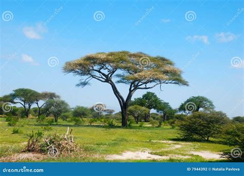 Die afrikanische Savanne stockfoto. Bild von szene, baum - 7944392