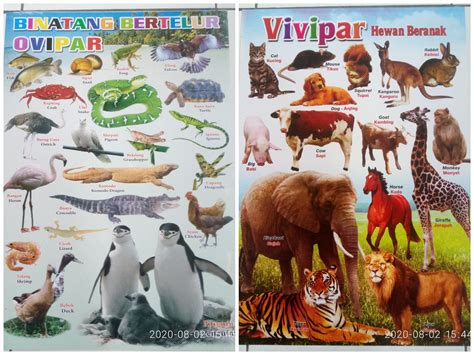 Gambar Hewan Ovipar Denah