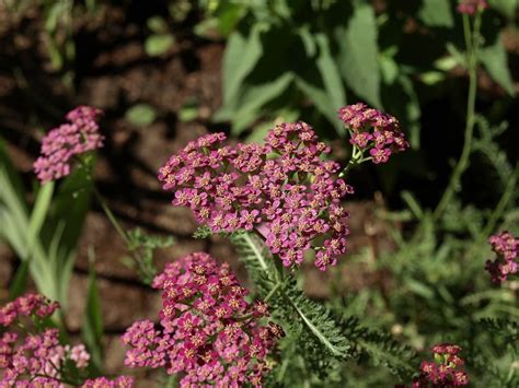 Características Y Cuidados De La Milenrama O Achillea Millefolium