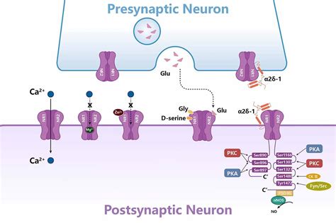 Frontiers Nmdars Mediate Peripheral And Central Sensitization