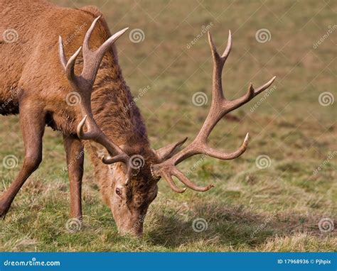 Antlers on a Red Deer Stag stock photo. Image of moorland - 17968936