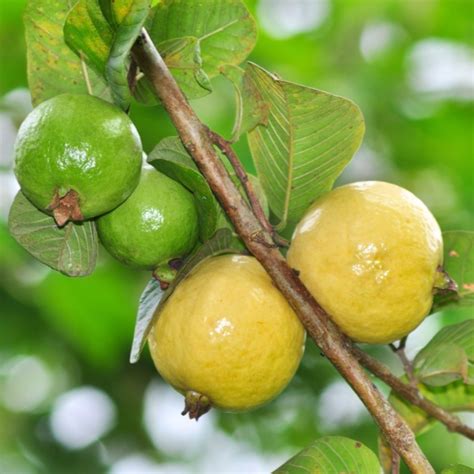 Mexican Guava Tree Van Zyverden