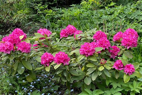 Jakie rododendrony polecacie Najpiękniejsze odmiany rododendronów do