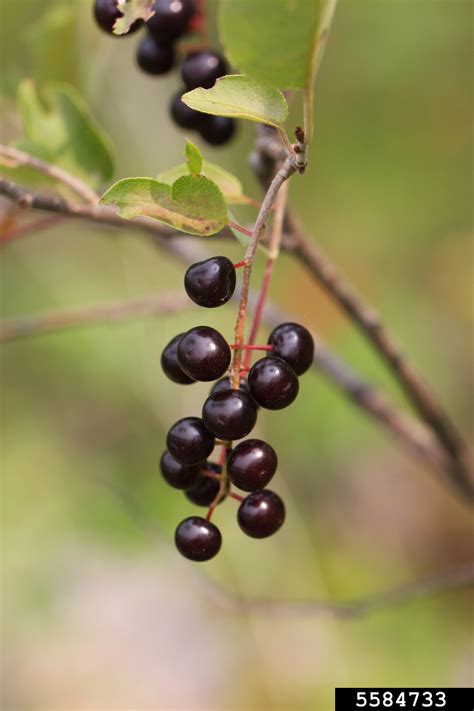 Black Cherry Prunus Serotina