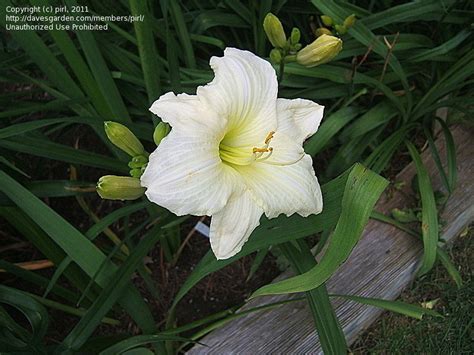 Plantfiles Pictures Daylily Joan Senior Hemerocallis By Pepsie