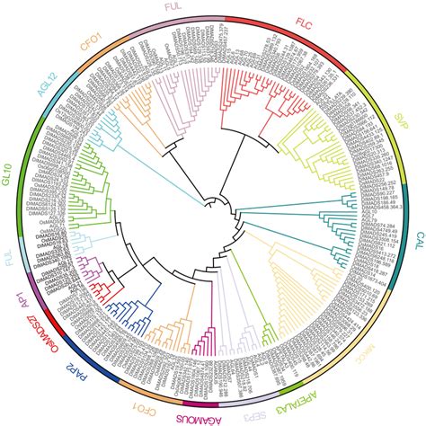 Phylogenetic Analysis Of Mikcc Type Mads Box Proteins In D Latiflorus