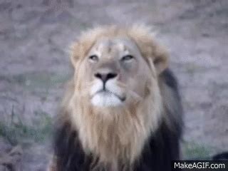 Lion Roaring!! on Make a GIF