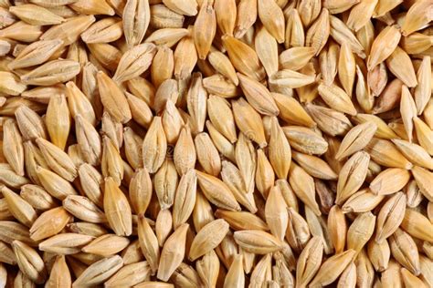 Barley Seed Close Up Stock Photo Image Of Detail Food 6286508