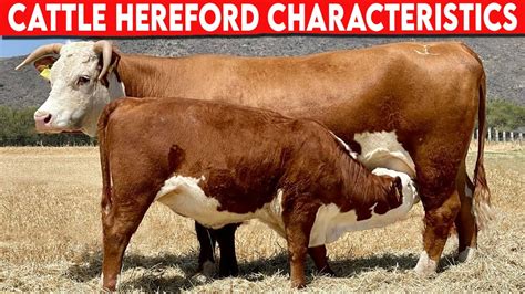 ⭕ Cattle Breeds Hereford Characteristics Cattle Hereford Bulls