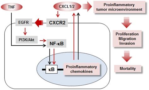 Tnf A Proinflammatory Cytokine Abundantly Expressed In Ovarian Cancer