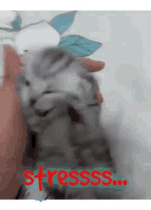 Stress Cat Cat Cute GIF - Stress Cat Cat Cute Cat - Discover & Share GIFs