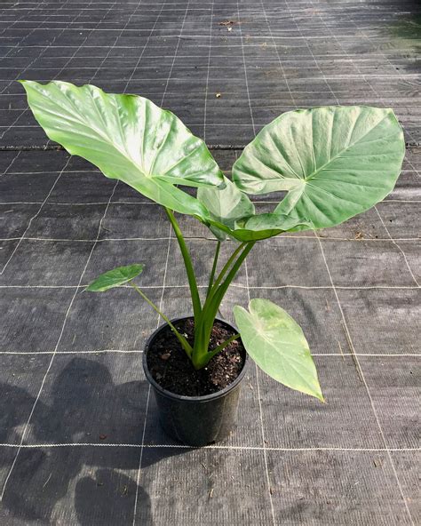 Alocasia Portadora - Indoor Plants
