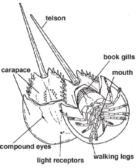 The Anatomy Of A Horseshoe Crab Courtesy Of Enchanted Learning C