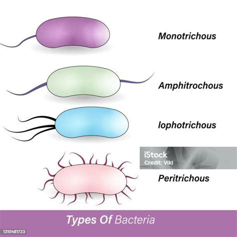 Soorten Bacteriën Op Basis Van Flagella Vectorillustratie