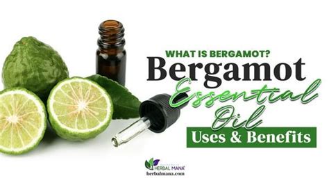 What Is Bergamot Bergamot Essential Oil Benefits And Uses Bergamot