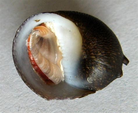 Clithon castanea Hombron Jaquinot 1854 SHELLS MUŠLE LASTURY