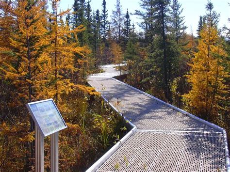 Fall Is An Exceptional Time To Visit Big Bog State Recreation Area