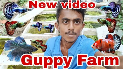 New Video On My Guppy Farm Guppy Farm In India 🇮🇳 Imported Guppy