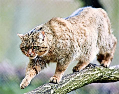 Mehr Wildkatzen In Hessen