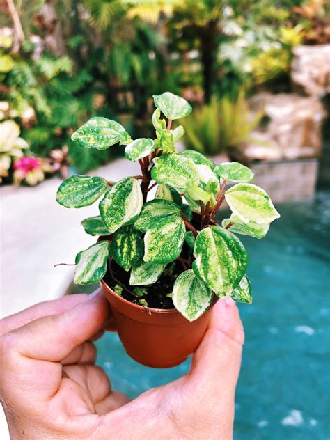 Mini Variegated Peperomia Meridana Maculata White Green Mint Etsy