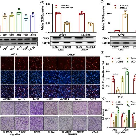 Csf1 Is Involved In The Dhx9‐mediated Malignant Phenotype Of Gliomas Download Scientific