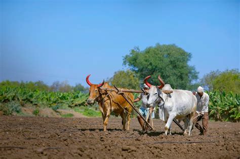 Premium Photo Young Indian Farmer Plowing At Field