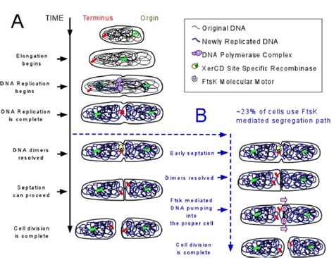 dna replication  segregation  normal process  ftsk driven