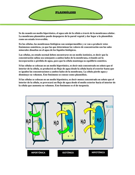 C Lula Vegetal Plasm Lisis Transporte Se Da Cuando Un Medio