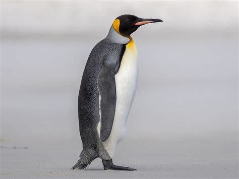 King Penguin Ebird