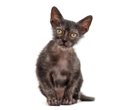 Lykoi Cat Breed Description | GoKitty