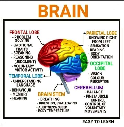 Human Brain Diagram Easy How To Draw A Brain 14 Steps With Pictures