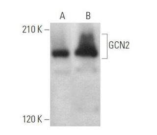 Gcn Antibody F Scbt Santa Cruz Biotechnology