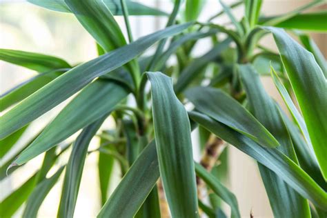 How To Grow And Care For Yucca Plants