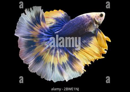 Betta Blue Mustard Halfmoon Plakat Hmpk Male Or Plakat Fighting Fish