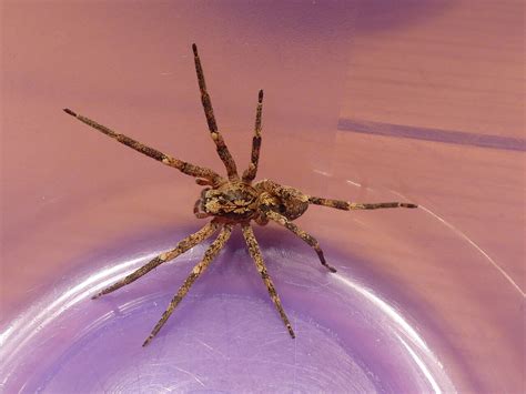 33 Types Of Brown Spiders In The United States With Pictures