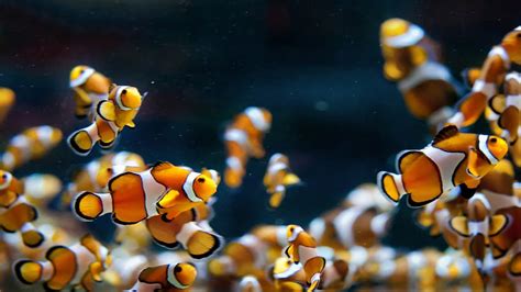 Clownfish Ornamental Fish Hd Wallpaper Pxfuel