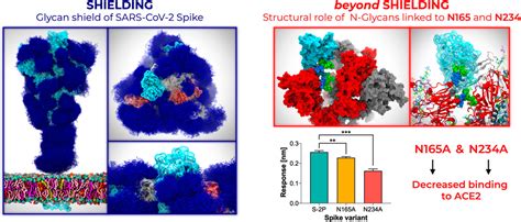 Beyond Shielding The Roles Of Glycans In The Sars Cov Spike Protein