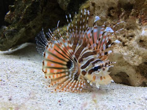 Dwarf Lionfish Care and Breeding Guide - The Aquarium Guide