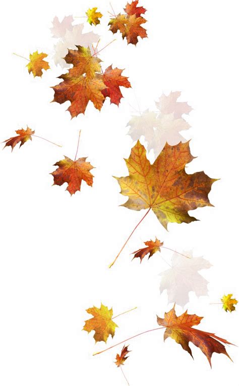 Autumn Leaves Png Transparent Images Pictures Photos